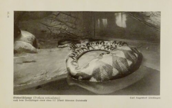 1926 - Gitterschlange / Indische Brillenschlange - alter Druck